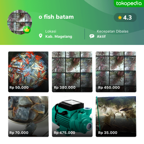 Benih Ikan Magelang - Mungkid, Kab. Magelang | Tokopedia